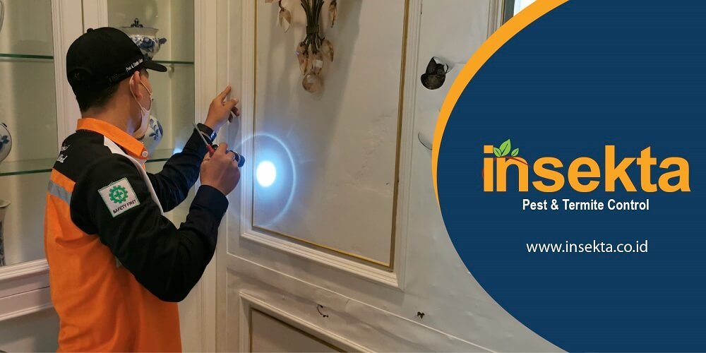 jasa basmi kutu kasur